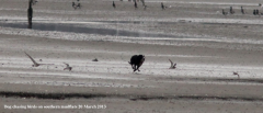 Dog chasing waders southern mudflats