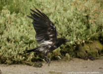 Hooded x Carrion Crow hybrid