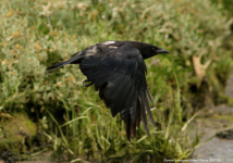 Hooded x Carrion Crow hybrid