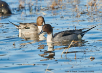 Pintails