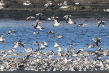 Knot and Bar-tailed Godwits